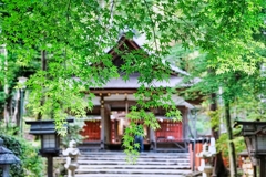 京都 大田神社 深める緑