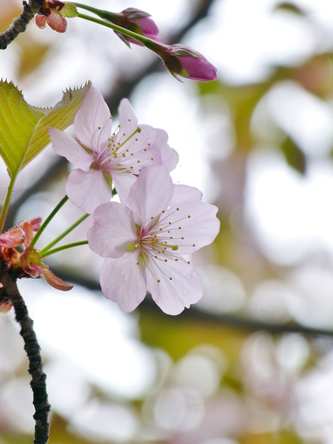 札幌 円山公園 桜