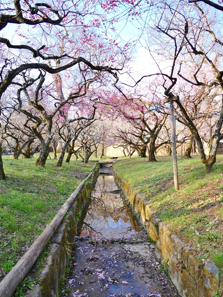 京都 北野天満宮 春の足音