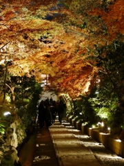 京都 高台寺 2019最後の輝き