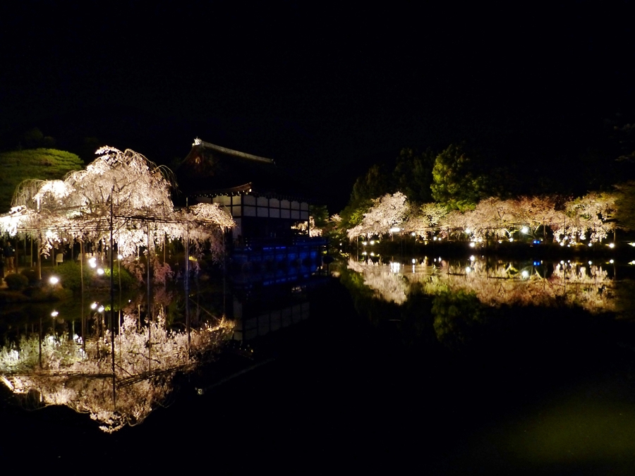 京都 平安神宮 夜桜
