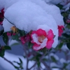 京都 雪中のツバキ