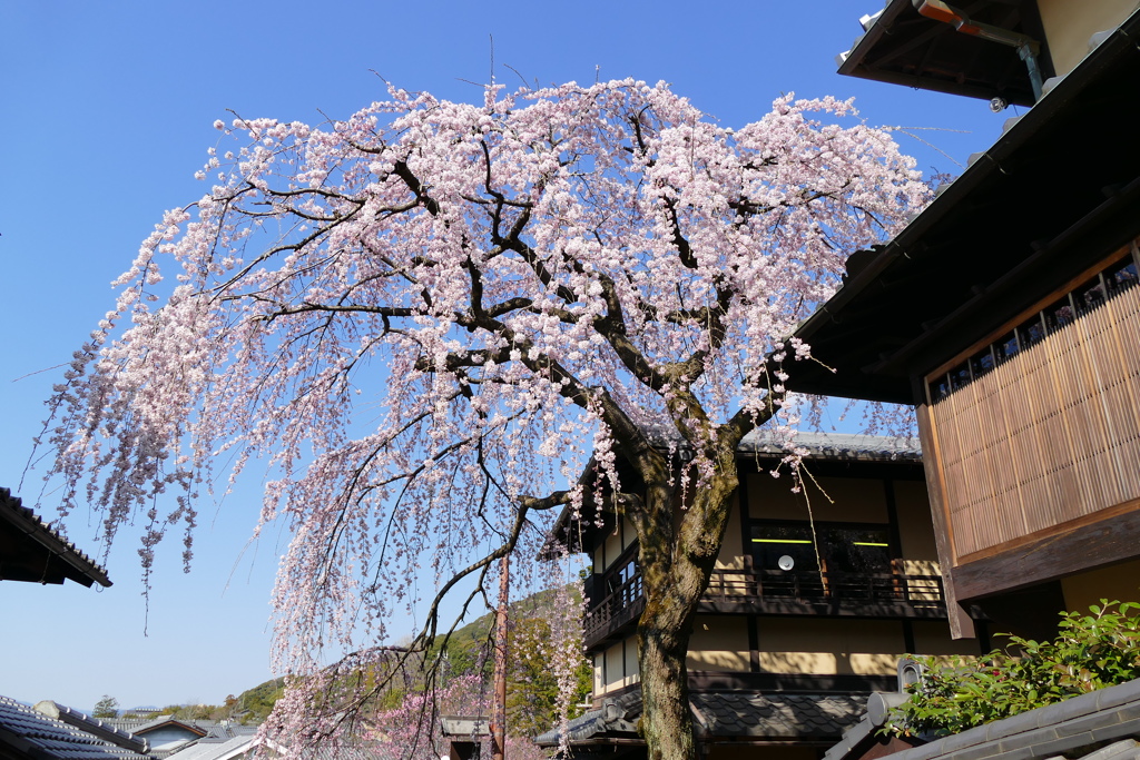 京都 産寧坂の春色 II