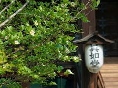 京都 真如堂 沙羅双樹