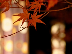 京都 楓と光の共演