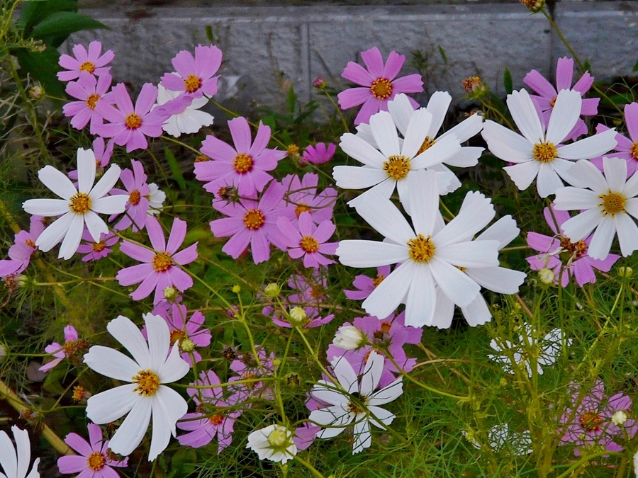 コスモスたちの花火大会