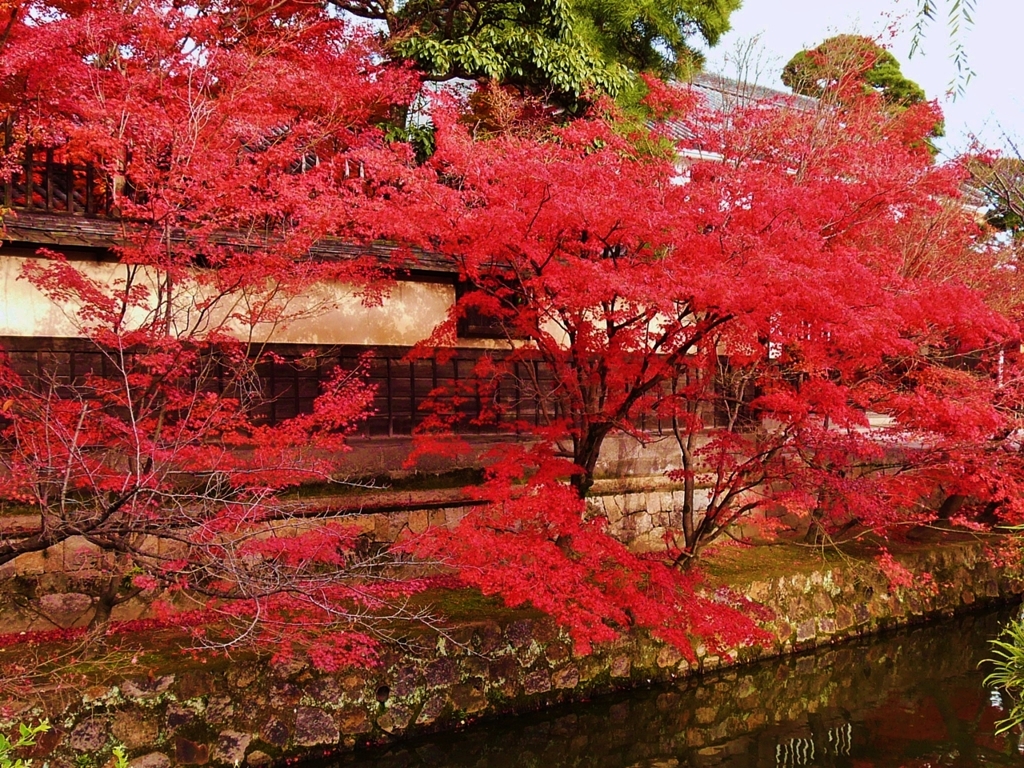 岡山 倉敷の秋
