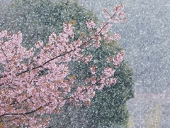 京都 桜＆吹雪
