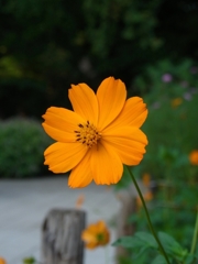 札幌 花一輪