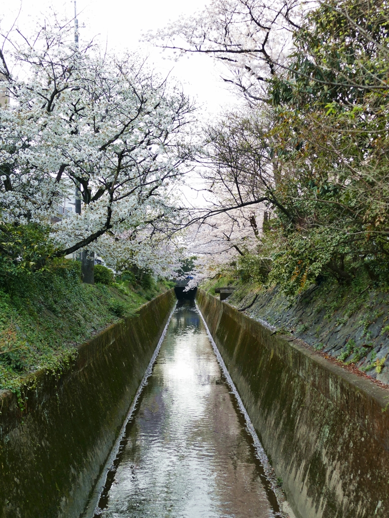 京都 さくら 通学路の水道にて