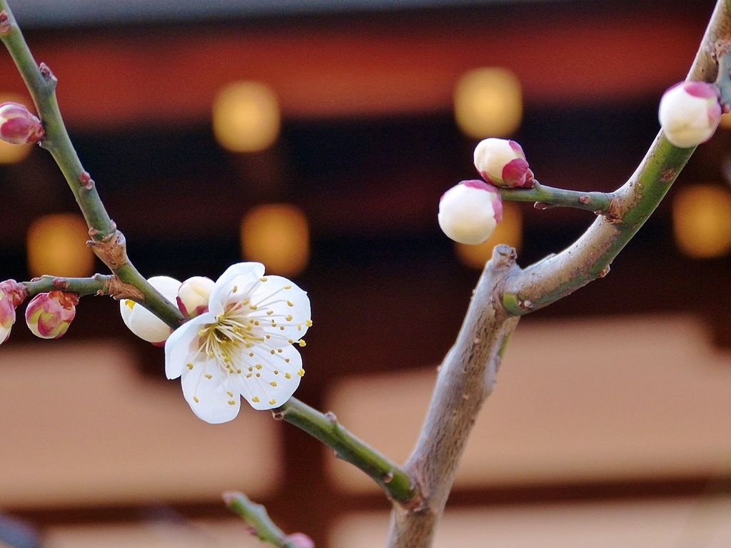 京都　早春の梅