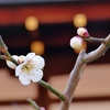 京都　早春の梅