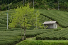 京都 和束 茶畑の新緑
