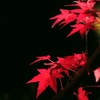 京都 夜楓II