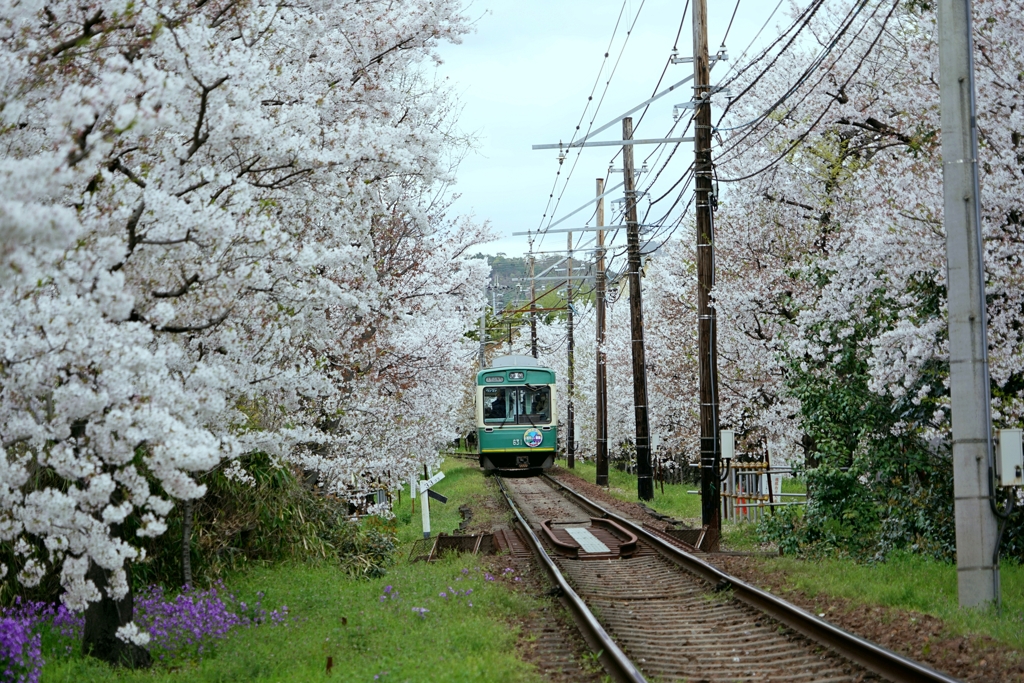 京都 嵐電 花トンネール