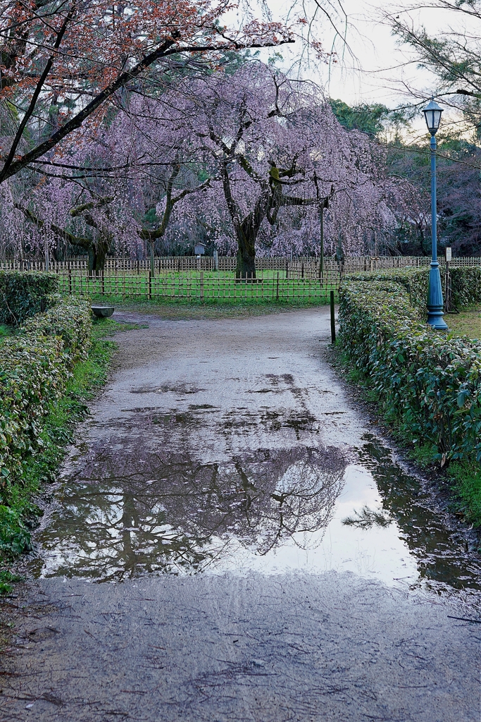 京都 雨上がりの早春