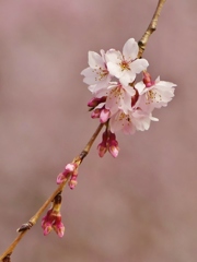 京都 桜の舞い