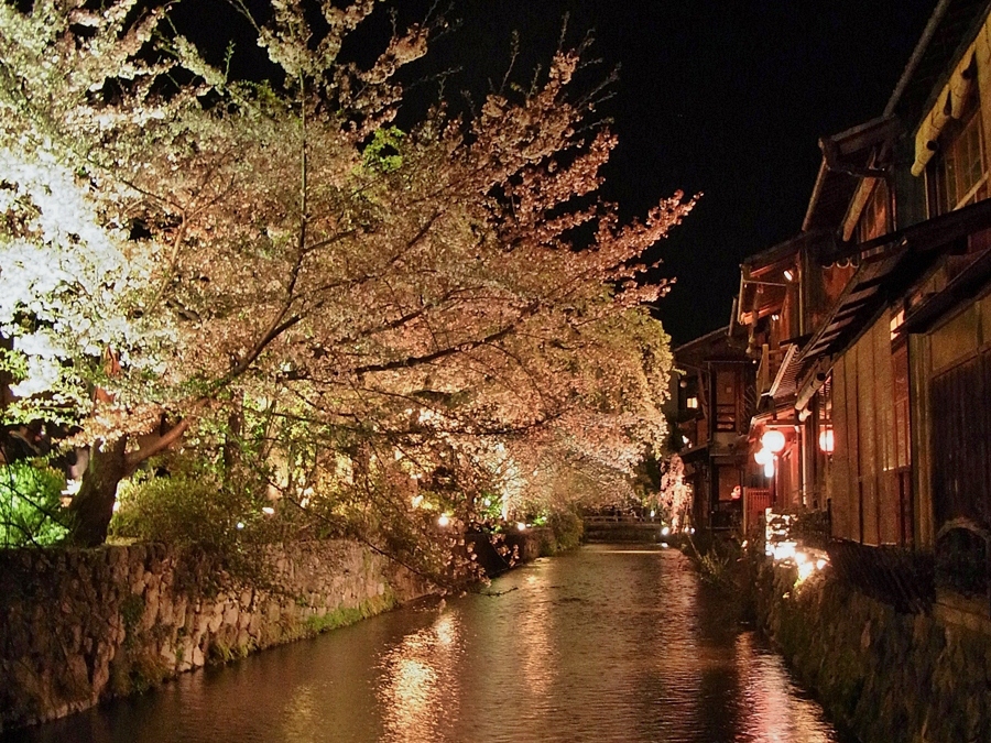 京都 祇園白川 夜桜