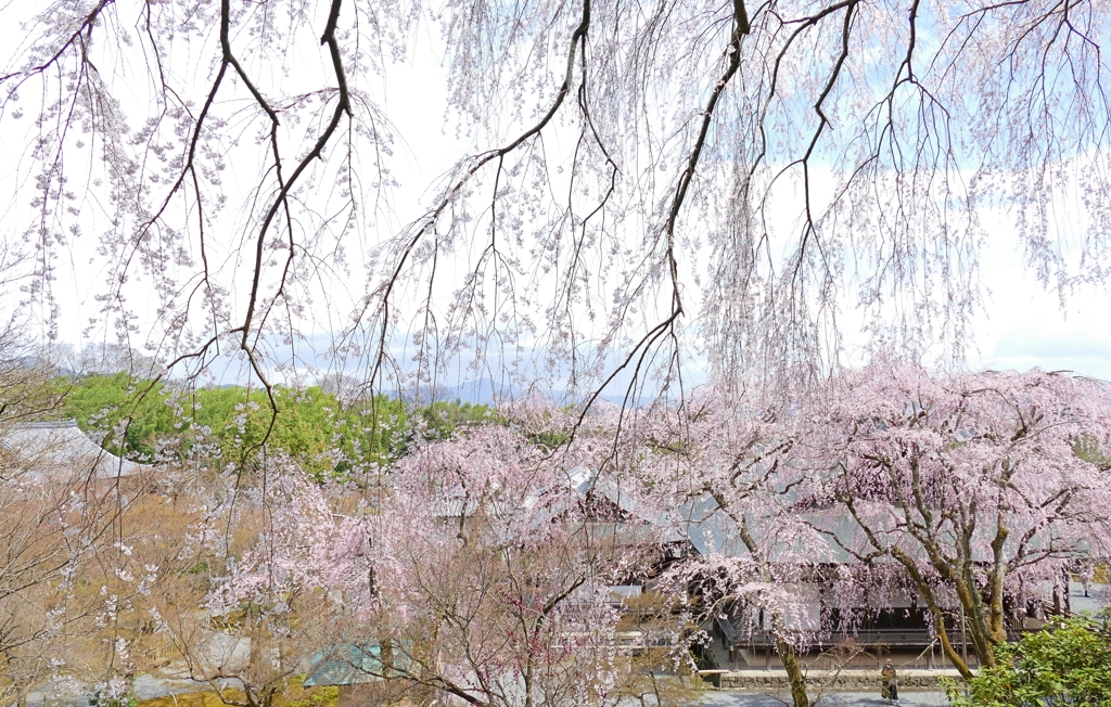 京都 天龍寺 春の陽気 