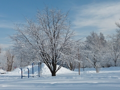 雪の桜木