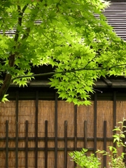 残暑のかえで