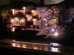 京都　鴨川の春浪漫