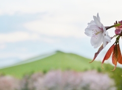 北海道 モエレ沼公園 桜