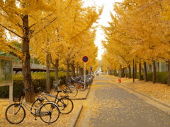 岡山　岡大　銀杏