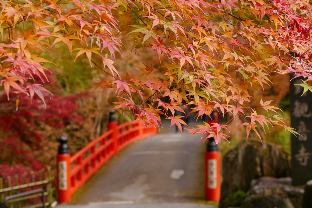 京都 今熊野観音寺 秋の渡り橋