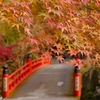 京都 今熊野観音寺 秋の渡り橋
