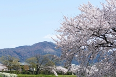 京都 賀茂川 大文字の飾り