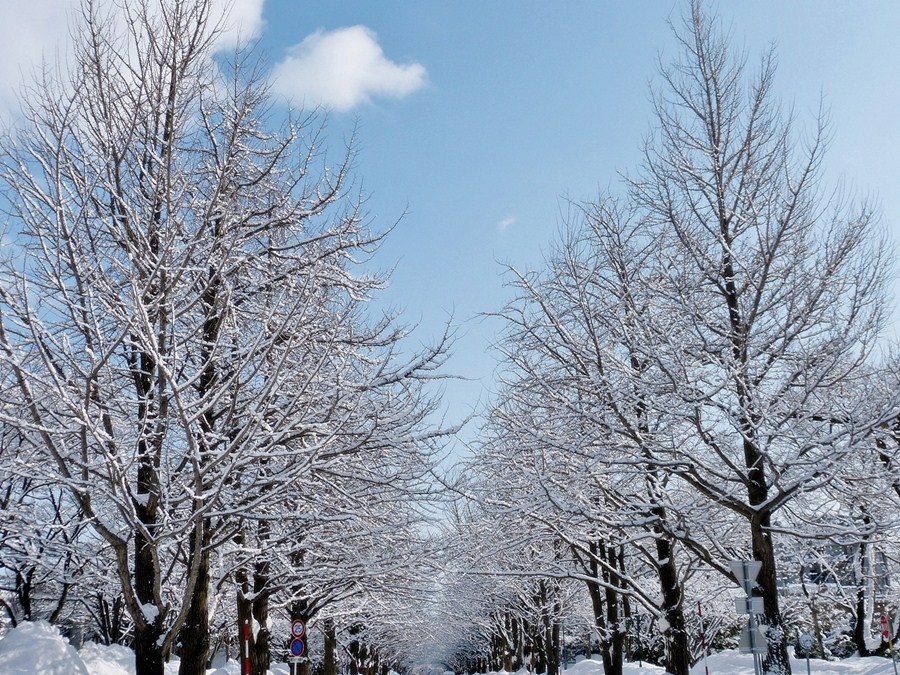 雪景色