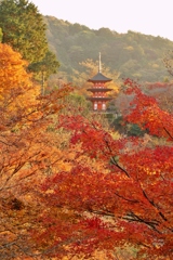 京都 清水寺 深秋のもみじ