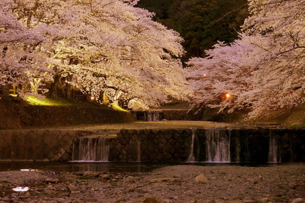 亀岡 七谷川 夜桜