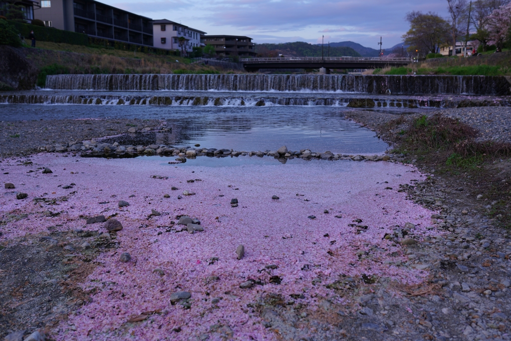 京都 高野川 さくらの花筏