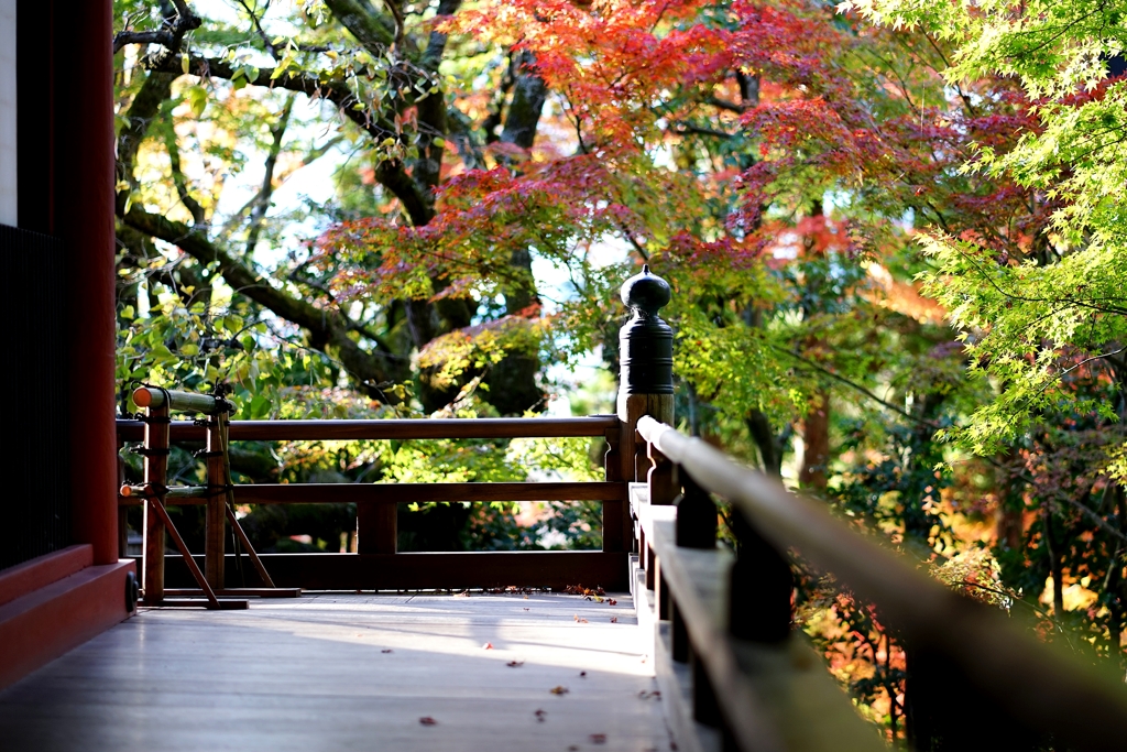 京都 永観堂 錦秋