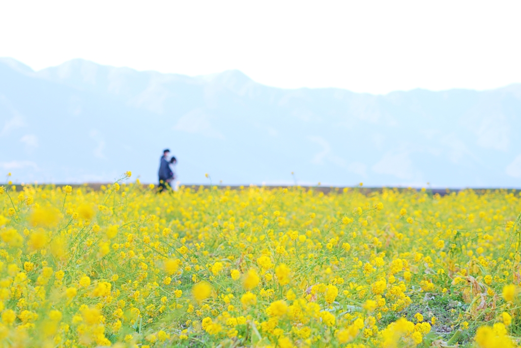滋賀 守山 黄色のロマンス