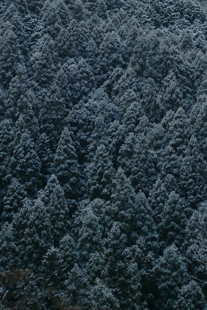 京都 北山の雪化粧