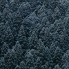京都 北山の雪化粧