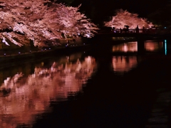 京都 岡崎疎水 夜櫻