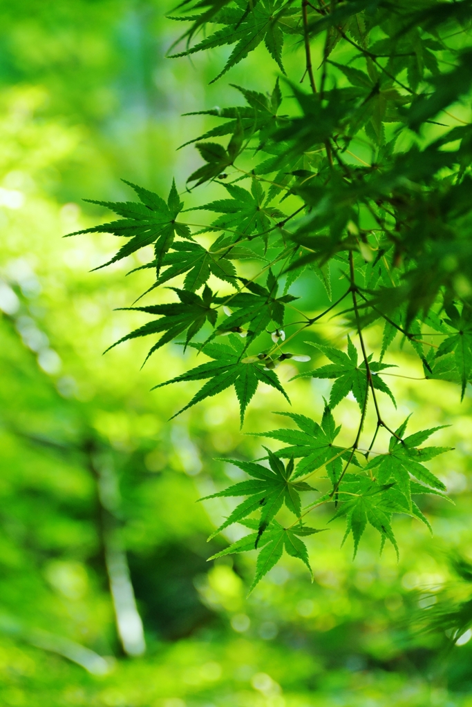 京都 より深い緑