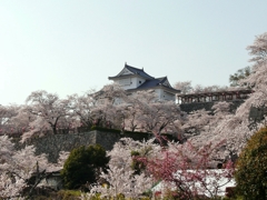 岡山 津山城の春