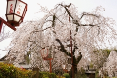 京都 長建寺 糸桜