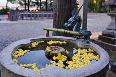 京都 粟田神社 アヒルの遊び場