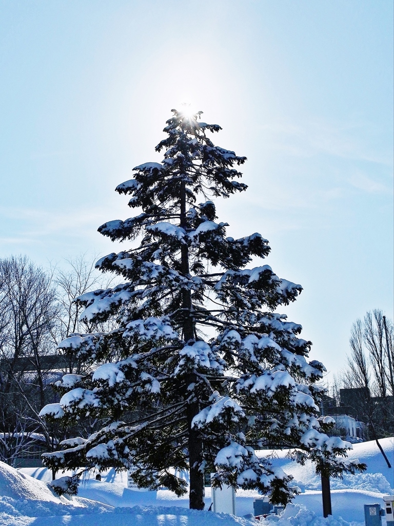 札幌 都心の朝日