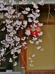 京都 祇園白川 春色