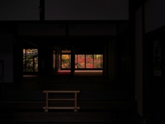 京都 天授庵 もみじの庭園
