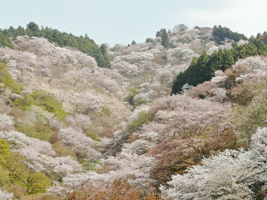 奈良 吉野山 上千本 日本の風景