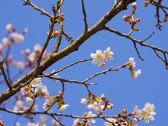 京都 春桜