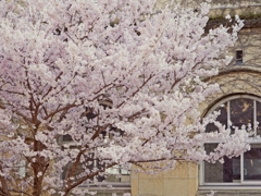 京都 校舎の桜 